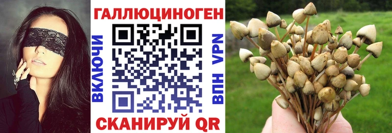 наркотики  Бийск  Псилоцибиновые грибы Psilocybine cubensis 
